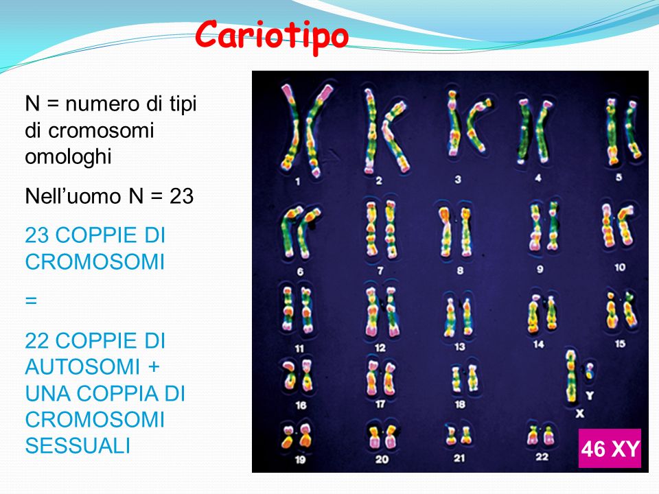 Cariotipo N = numero di tipi di cromosomi omologhi Nell’uomo N = 23