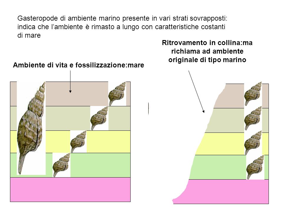 Gasteropode di ambiente marino presente in vari strati sovrapposti: indica che l’ambiente è rimasto a lungo con caratteristiche costanti di mare
