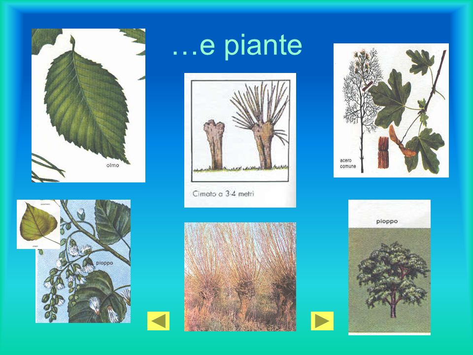 …e piante