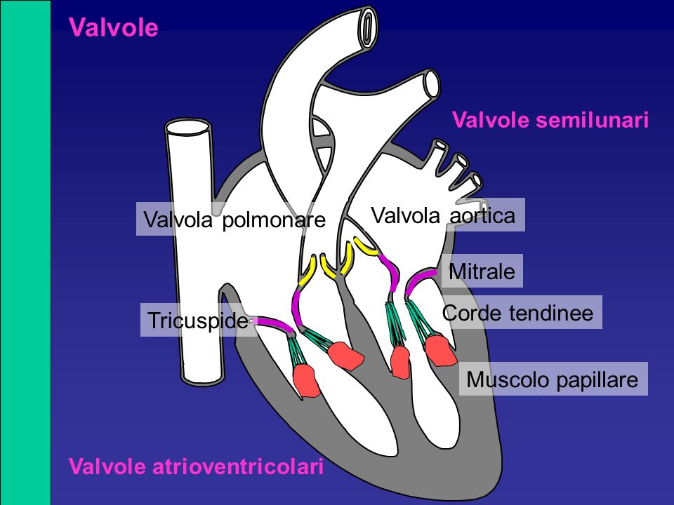 Valvole Valvole semilunari Valvola aortica Valvola polmonare Mitrale