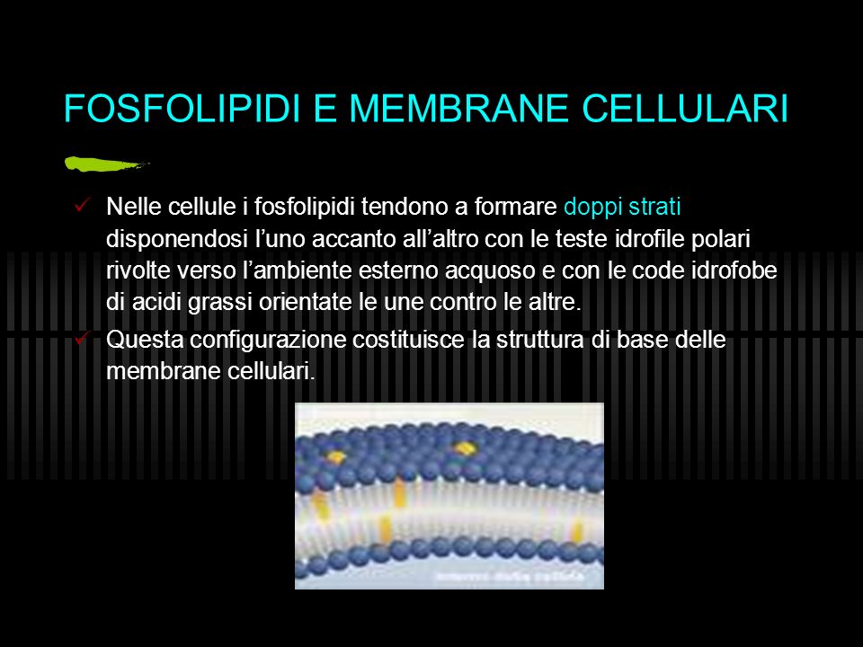 FOSFOLIPIDI E MEMBRANE CELLULARI