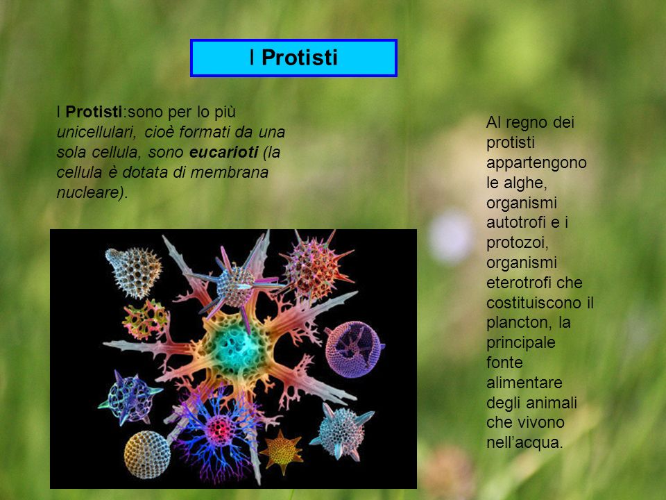 I Protisti I Protisti:sono per lo più unicellulari, cioè formati da una sola cellula, sono eucarioti (la cellula è dotata di membrana nucleare).