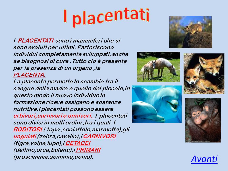 I placentati