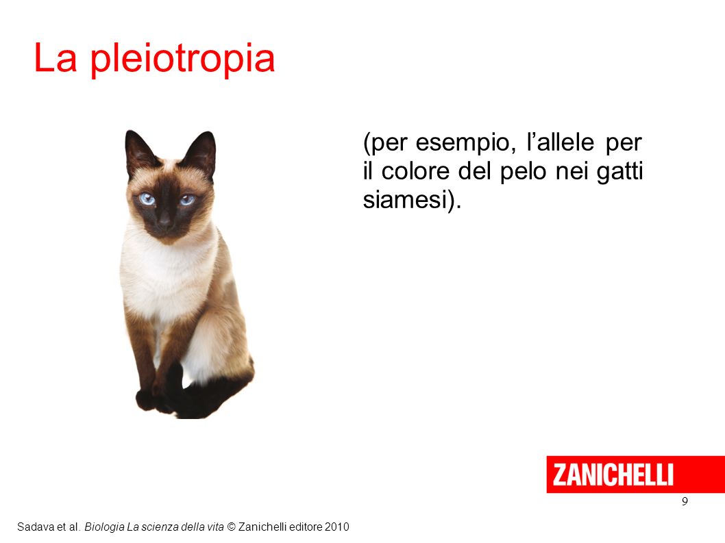 La pleiotropia (per esempio, l’allele per il colore del pelo nei gatti siamesi). 9.