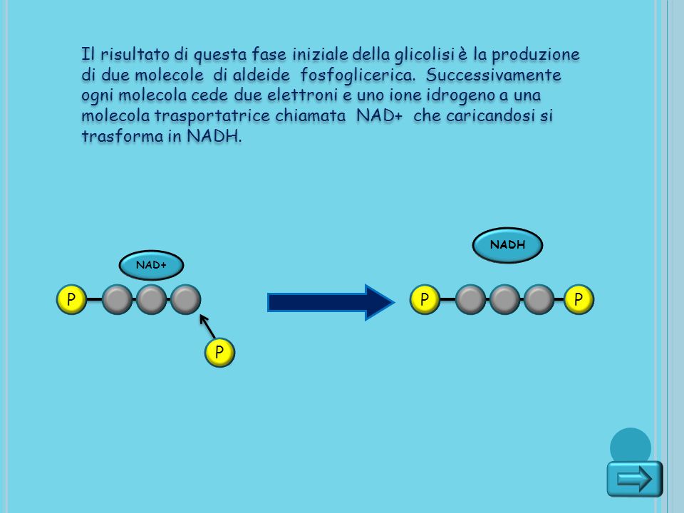 Il risultato di questa fase iniziale della glicolisi è la produzione di due molecole di aldeide fosfoglicerica. Successivamente ogni molecola cede due elettroni e uno ione idrogeno a una molecola trasportatrice chiamata NAD+ che caricandosi si trasforma in NADH.