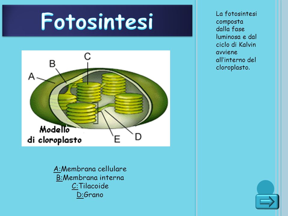 Fotosintesi A:Membrana cellulare B:Membrana interna C:Tilacoide