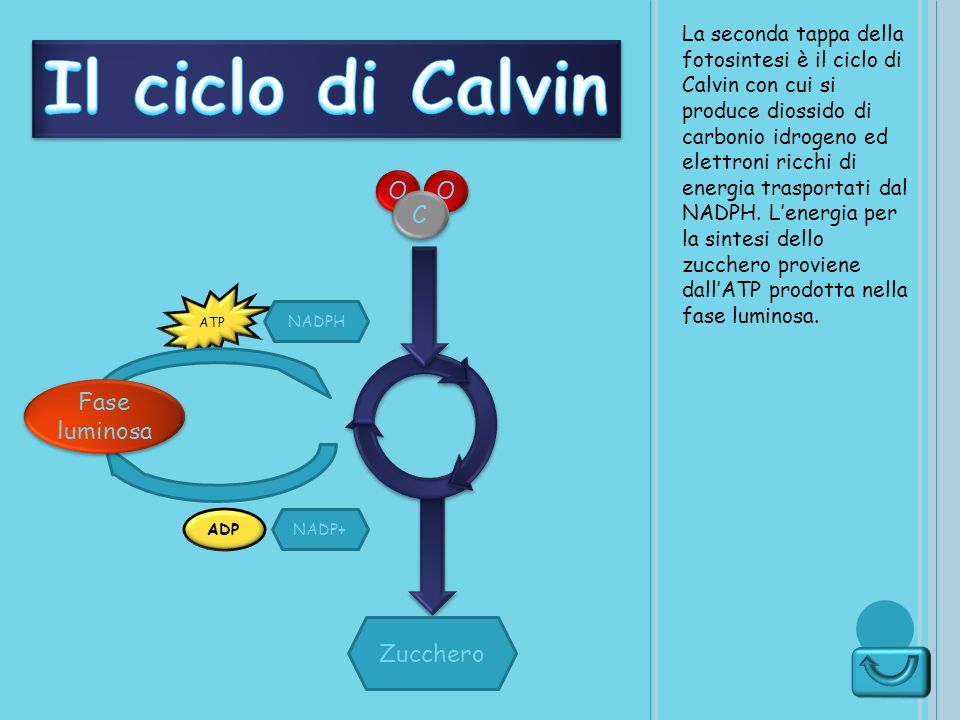 Il ciclo di Calvin O O C Fase luminosa Zucchero