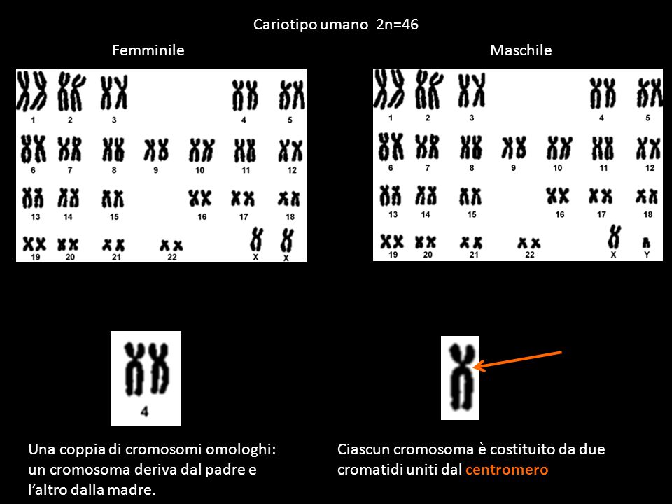 Cariotipo umano 2n=46 Femminile. Maschile. Una coppia di cromosomi omologhi: un cromosoma deriva dal padre e l’altro dalla madre.