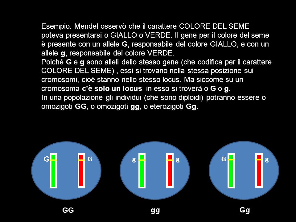 Esempio: Mendel osservò che il carattere COLORE DEL SEME poteva presentarsi o GIALLO o VERDE. Il gene per il colore del seme è presente con un allele G, responsabile del colore GIALLO, e con un allele g, responsabile del colore VERDE.