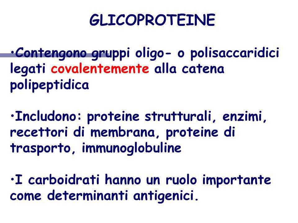 GLICOPROTEINE Contengono gruppi oligo- o polisaccaridici legati covalentemente alla catena polipeptidica.