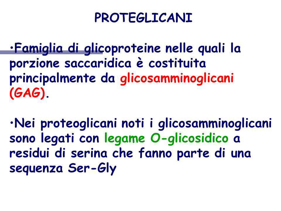 PROTEGLICANI Famiglia di glicoproteine nelle quali la porzione saccaridica è costituita principalmente da glicosamminoglicani (GAG).