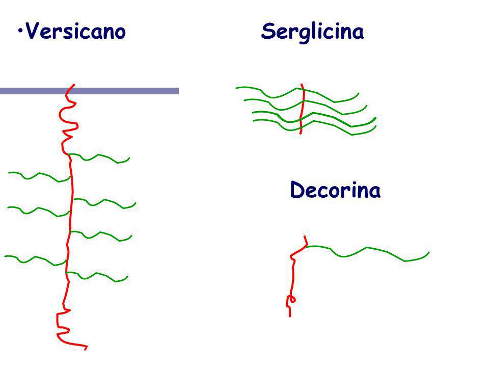 Versicano Serglicina NH3+ NH3+ COO- Decorina NH3+ COO- COO-