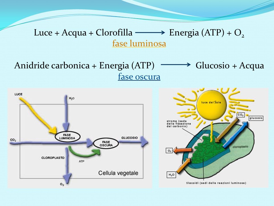 Luce + Acqua + Clorofilla Energia (ATP) + O2 fase luminosa