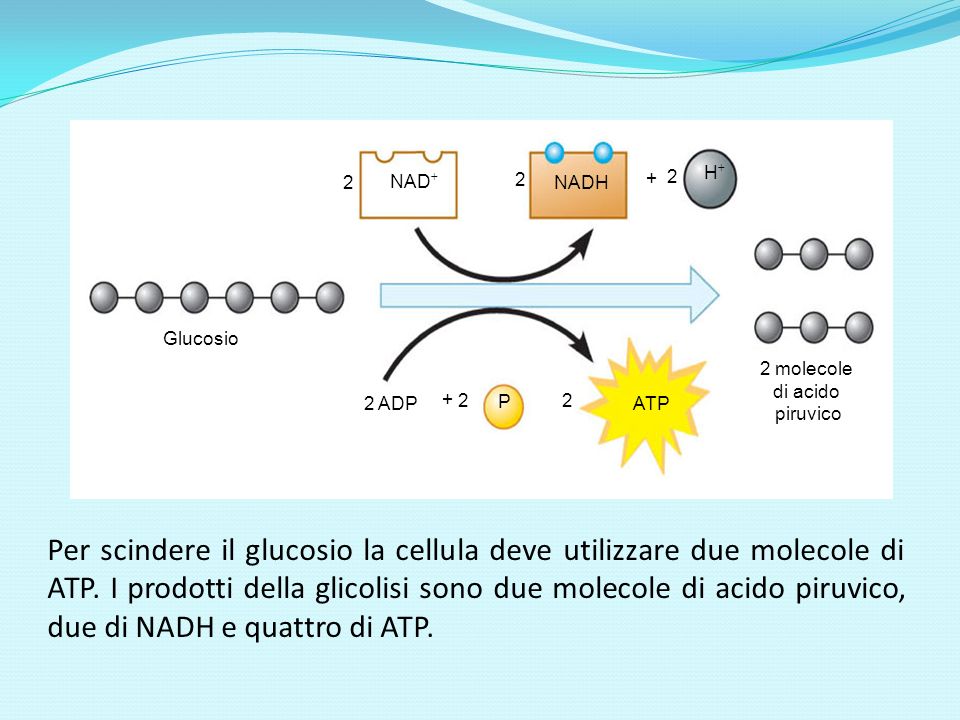 NAD NADH. H Glucosio. 2 molecole. di acido. piruvico. ATP. 2. P. 2 ADP. +