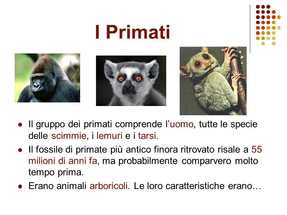 I Primati Il gruppo dei primati comprende l’uomo, tutte le specie delle scimmie, i lemuri e i tarsi.