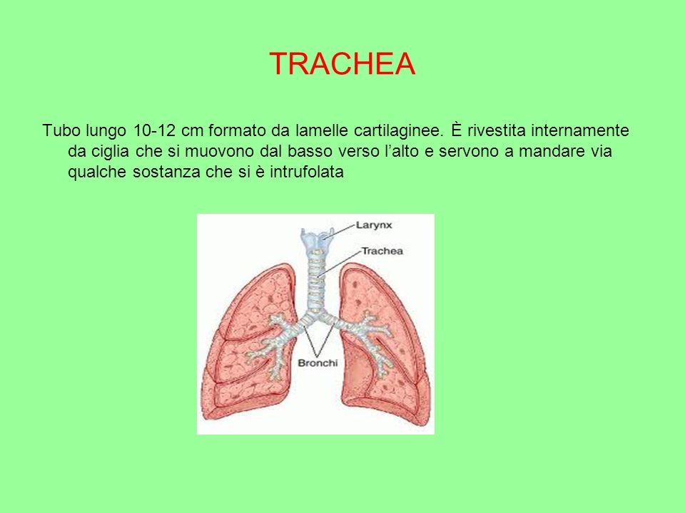 TRACHEA