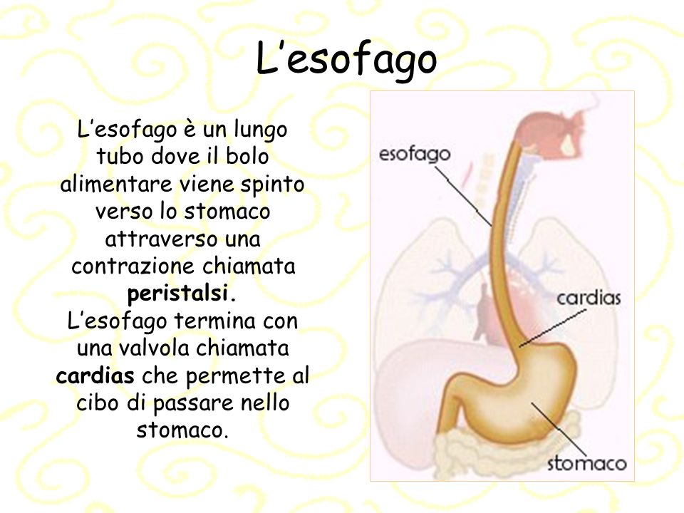 L’esofago L’esofago è un lungo tubo dove il bolo