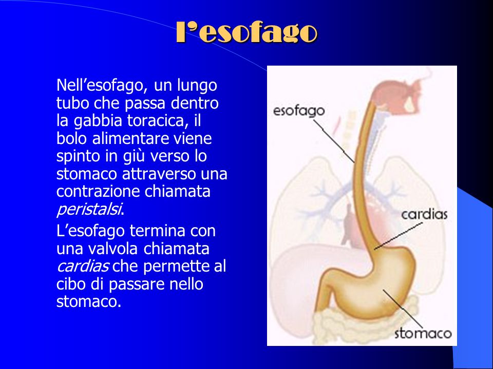 l’esofago