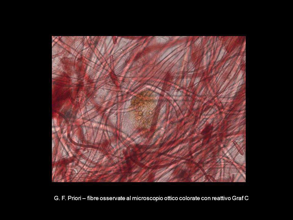 G. F. Priori – fibre osservate al microscopio ottico colorate con reattivo Graf C