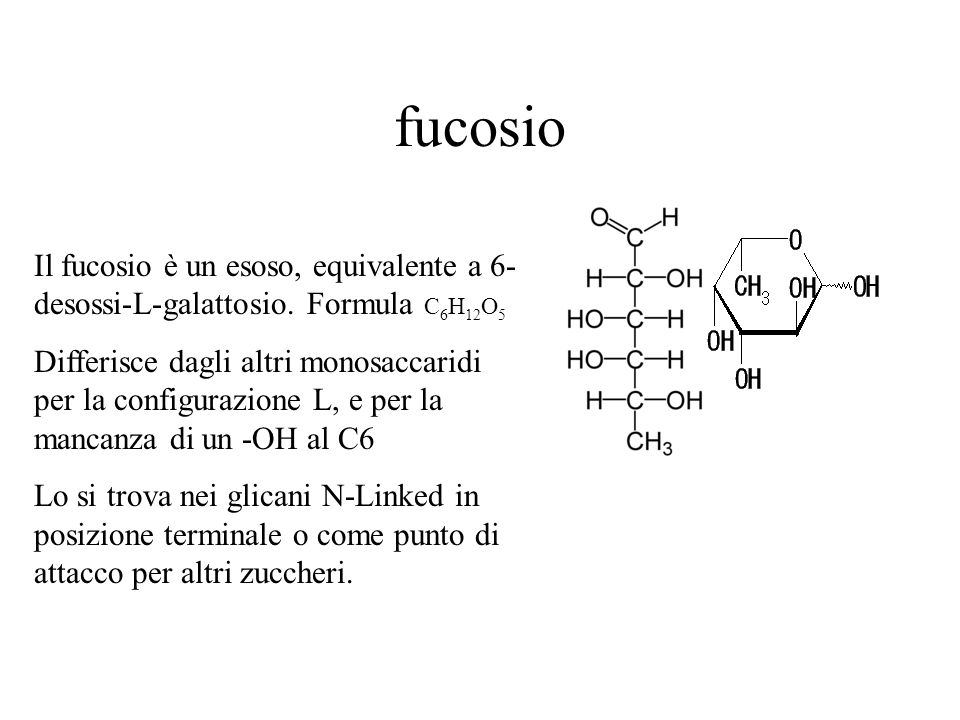 fucosio Il fucosio è un esoso, equivalente a 6-desossi-L-galattosio. Formula C6H12O5.