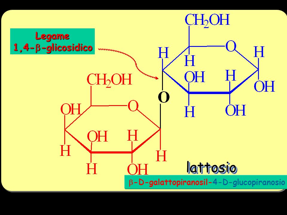 lattosio Legame 1,4-b-glicosidico