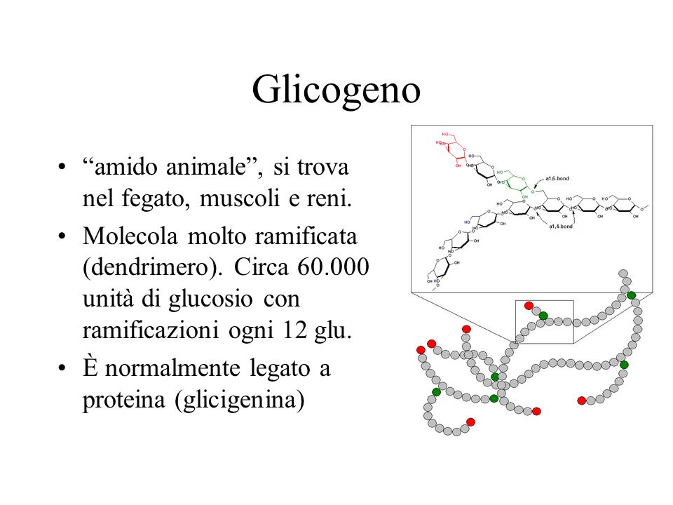 Glicogeno amido animale , si trova nel fegato, muscoli e reni.