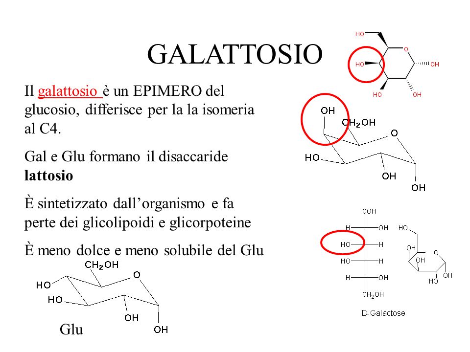 GALATTOSIO Il galattosio è un EPIMERO del glucosio, differisce per la la isomeria al C4. Gal e Glu formano il disaccaride lattosio.