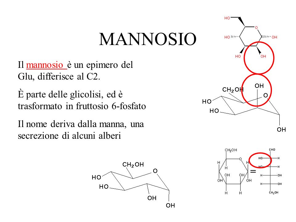 MANNOSIO Il mannosio è un epimero del Glu, differisce al C2.