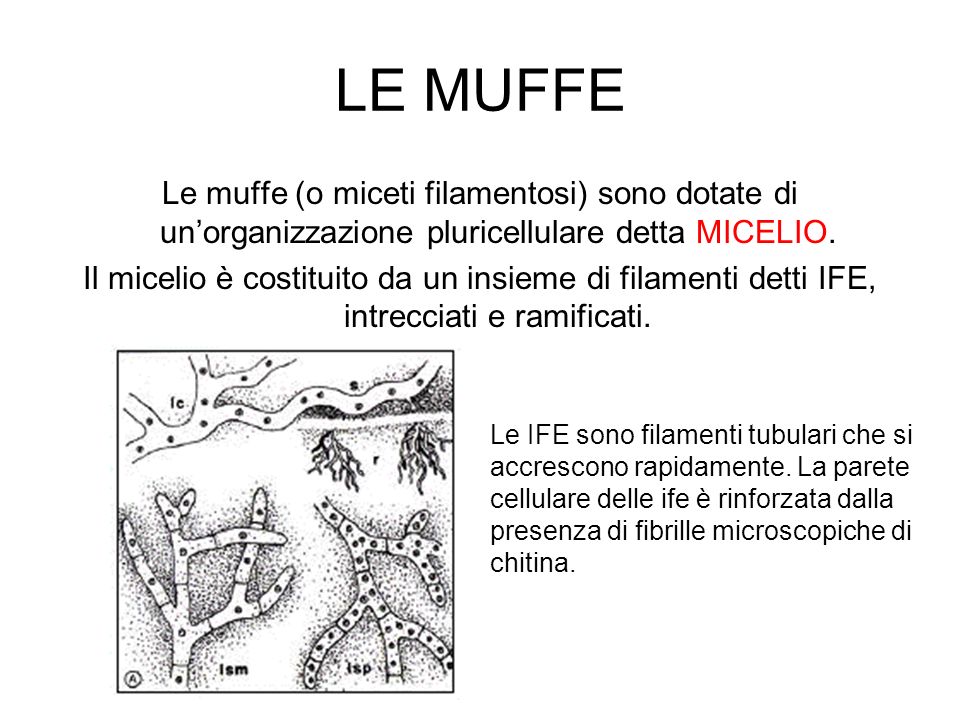 LE MUFFE Le muffe (o miceti filamentosi) sono dotate di un’organizzazione pluricellulare detta MICELIO.