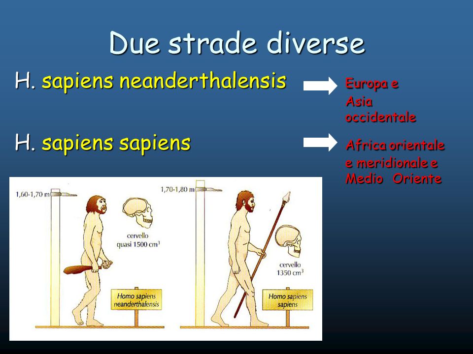 Due strade diverse H. sapiens neanderthalensis Europa e Asia occidentale.