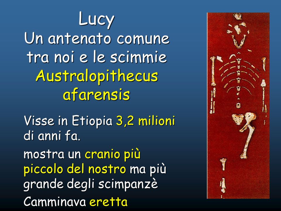Lucy Un antenato comune tra noi e le scimmie Australopithecus afarensis