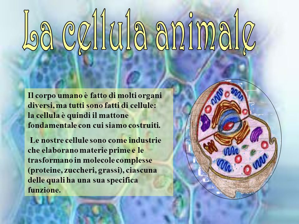 La cellula animale