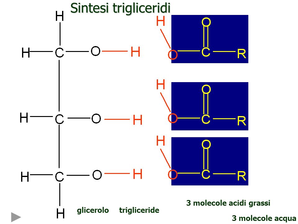 Sintesi trigliceridi 3 molecole acidi grassi glicerolo trigliceride