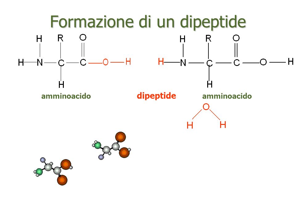 Formazione di un dipeptide