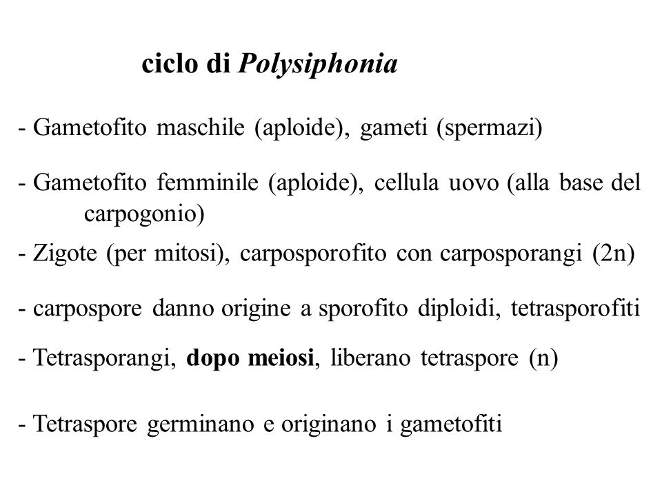 ciclo di Polysiphonia - Gametofito maschile (aploide), gameti (spermazi) - Gametofito femminile (aploide), cellula uovo (alla base del.