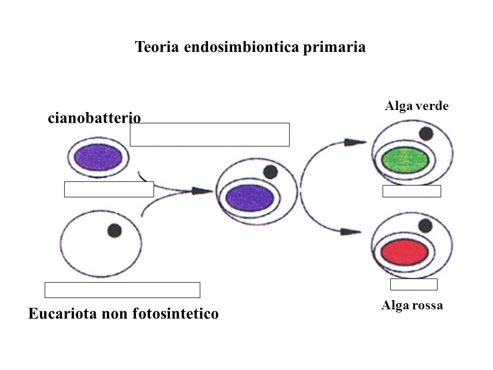 Teoria endosimbiontica primaria Eucariota non fotosintetico