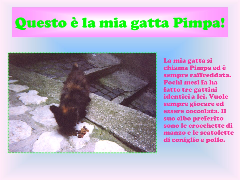 Questo è la mia gatta Pimpa!