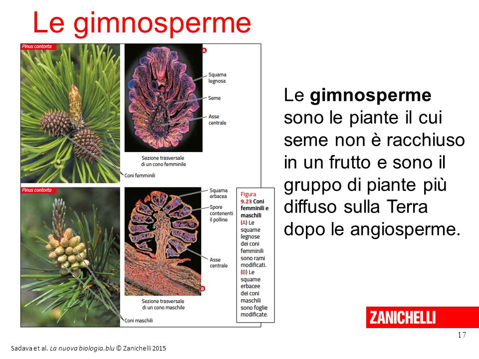 Biologia delle piante zanichelli pdf download