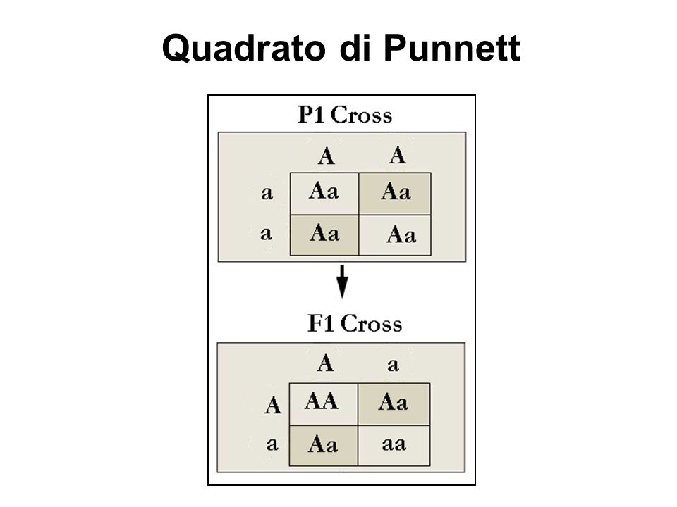 Quadrato di Punnett