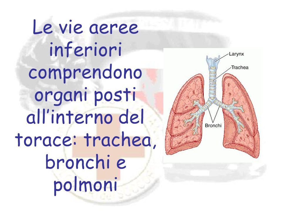 Le vie aeree inferiori comprendono organi posti all’interno del torace: trachea, bronchi e polmoni