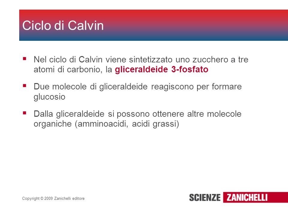 Ciclo di Calvin Nel ciclo di Calvin viene sintetizzato uno zucchero a tre atomi di carbonio, la gliceraldeide 3-fosfato.