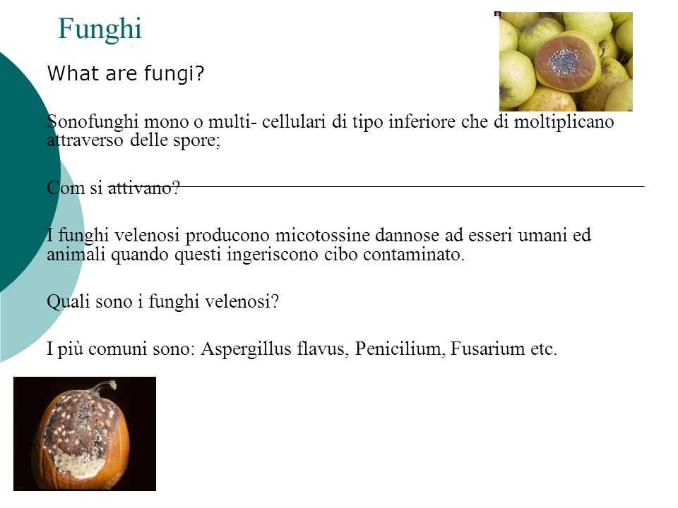Funghi What are fungi Sonofunghi mono o multi- cellulari di tipo inferiore che di moltiplicano attraverso delle spore;