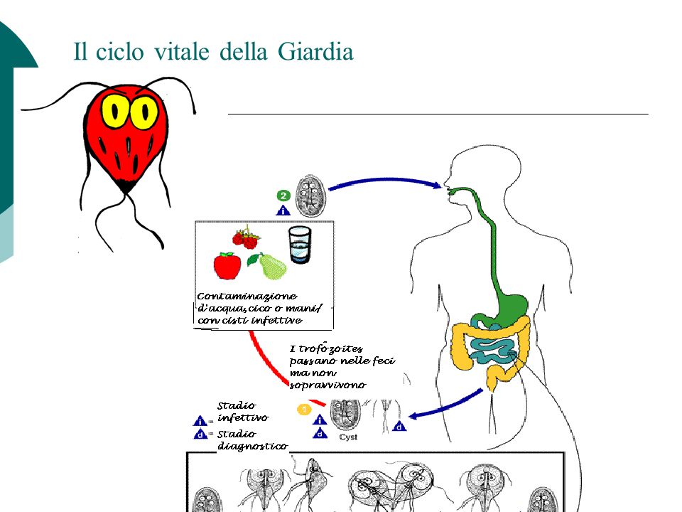 Il ciclo vitale della Giardia