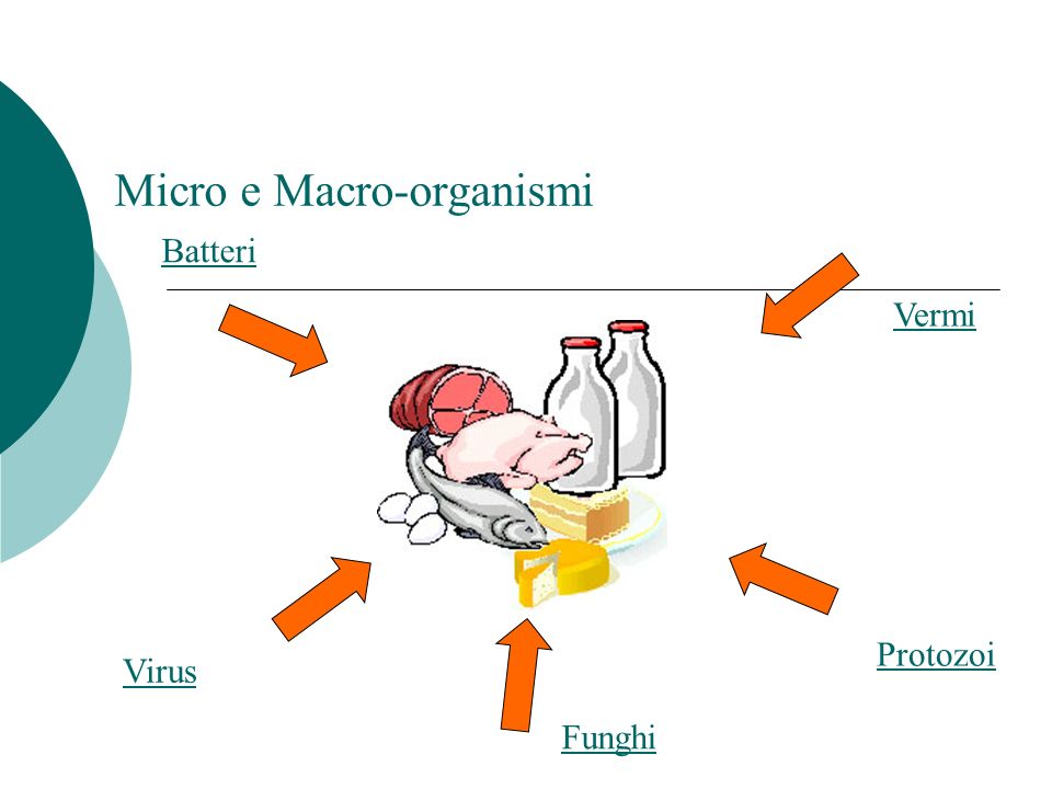Micro e Macro-organismi