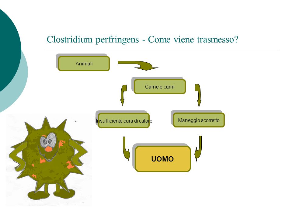 Clostridium perfringens - Come viene trasmesso