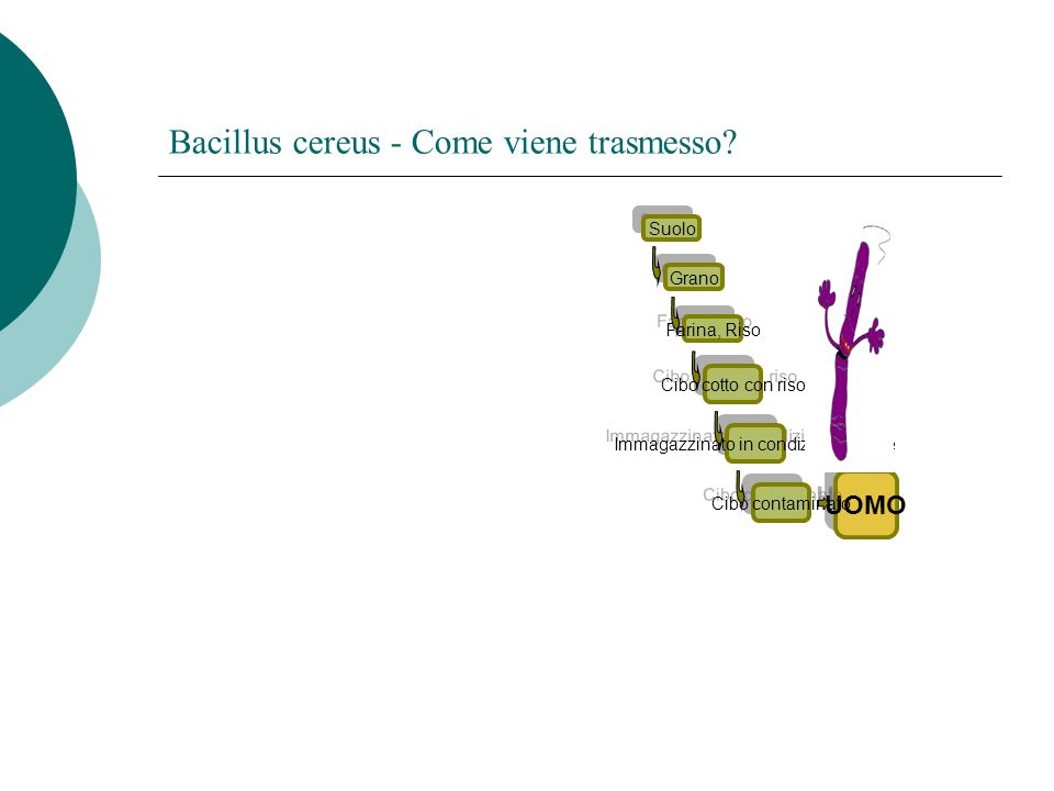Bacillus cereus - Come viene trasmesso