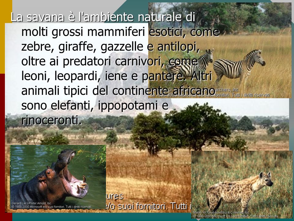 La savana è l ambiente naturale di molti grossi mammiferi esotici, come zebre, giraffe, gazzelle e antilopi, oltre ai predatori carnivori, come leoni, leopardi, iene e pantere.