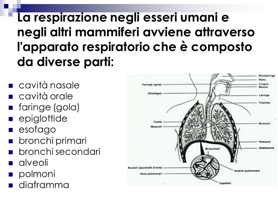 La respirazione negli esseri umani e negli altri mammiferi avviene attraverso l apparato respiratorio che è composto da diverse parti: