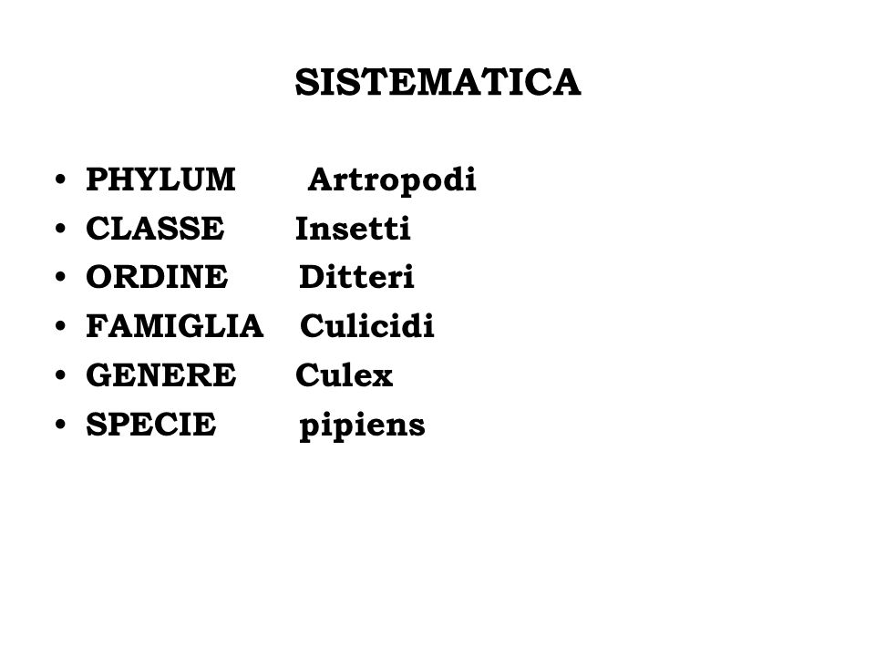 SISTEMATICA PHYLUM Artropodi CLASSE Insetti ORDINE Ditteri