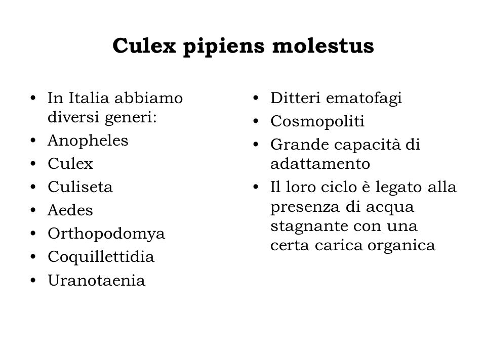 Culex pipiens molestus